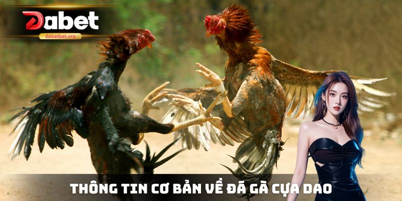Thông tin cơ bản xoay quanh đá gà cựa dao